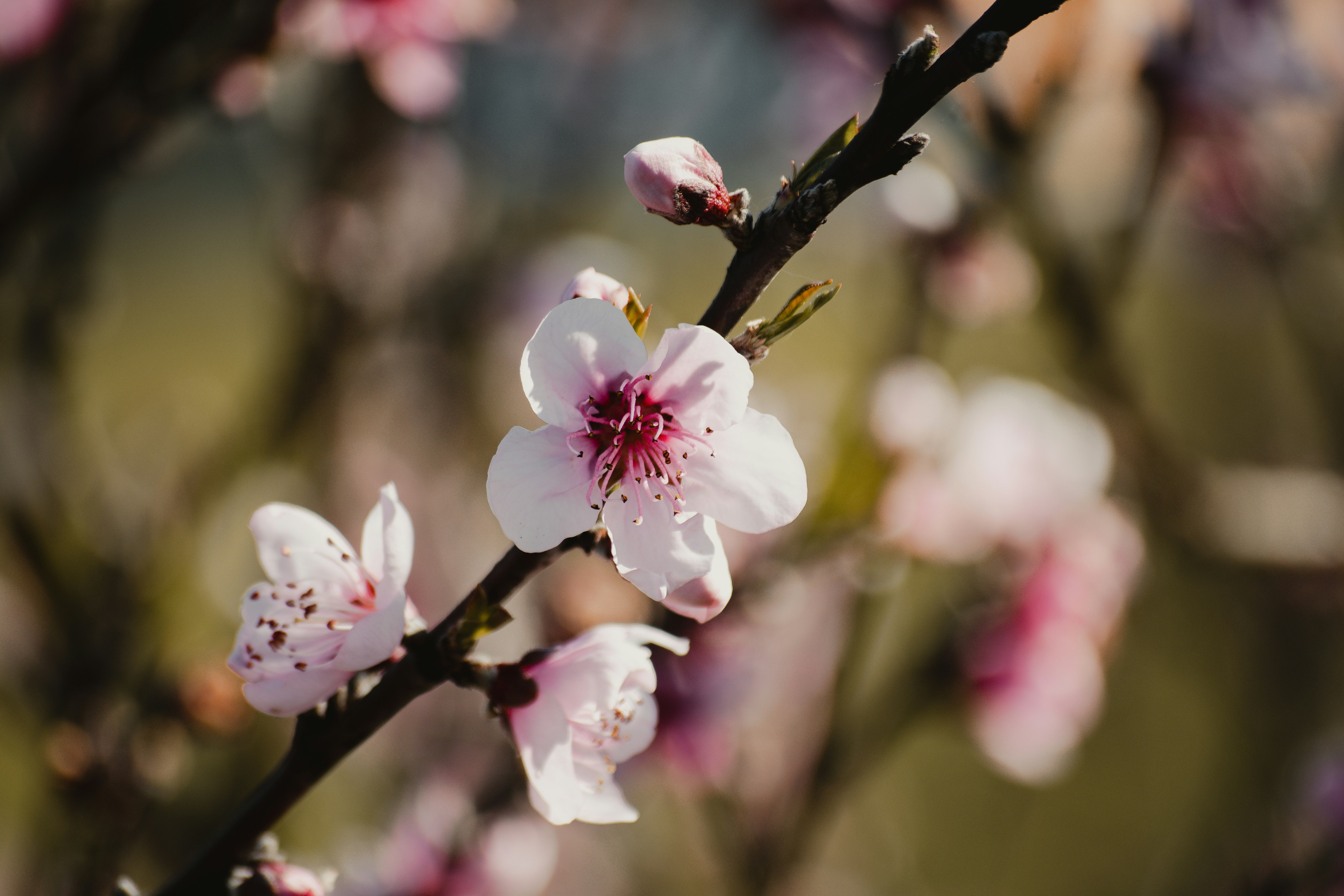 white and pink cherry blossom in close up photography